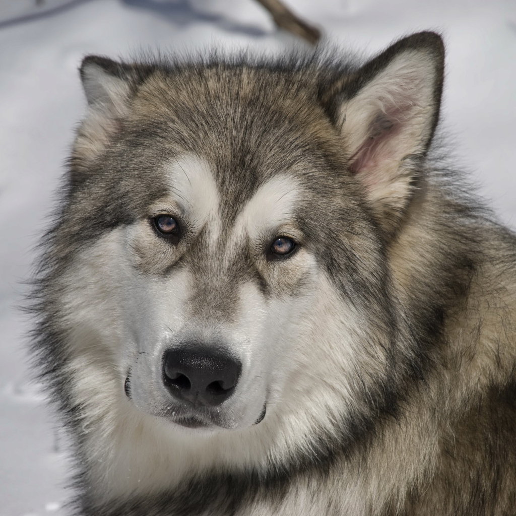 Грустный аляскинский маламут