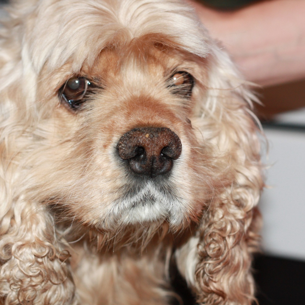 Грустный американский кокер-спаниель