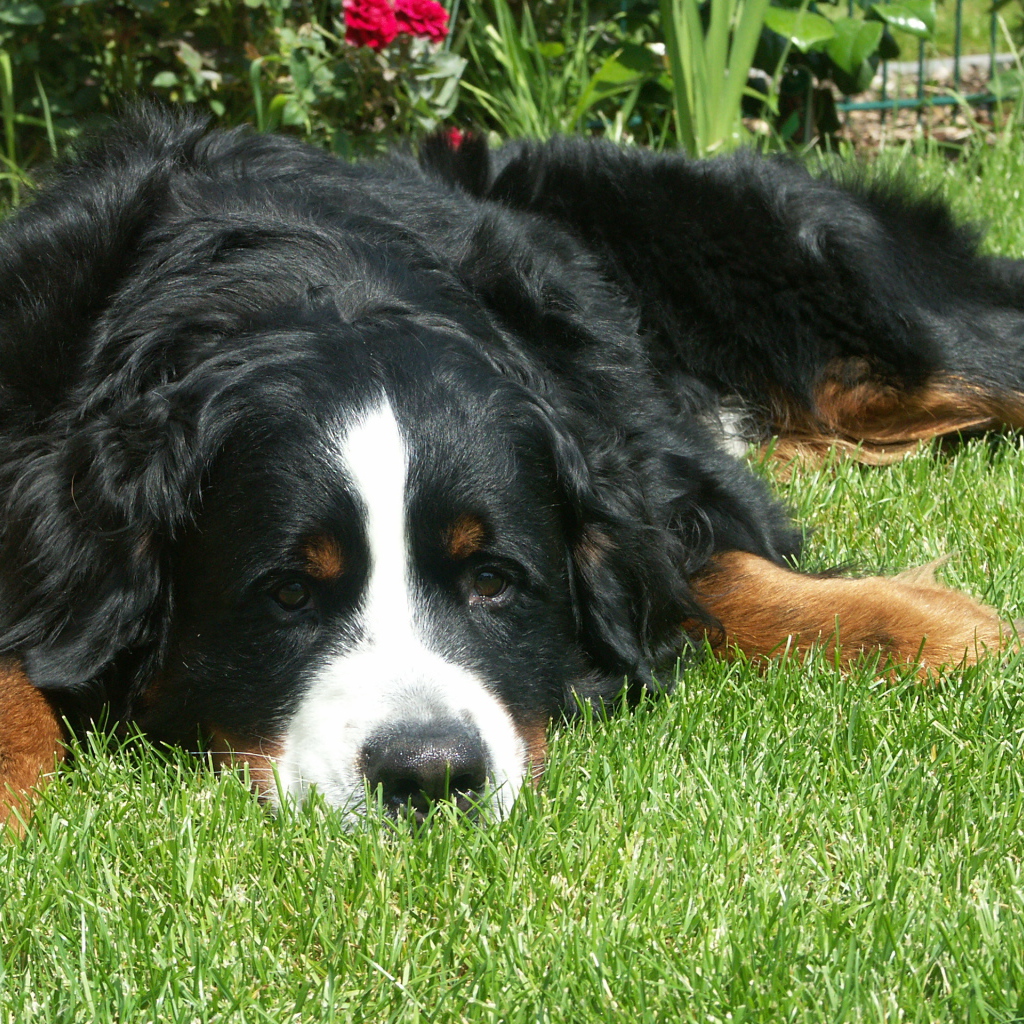 Грустная бернская пастушья собака на траве