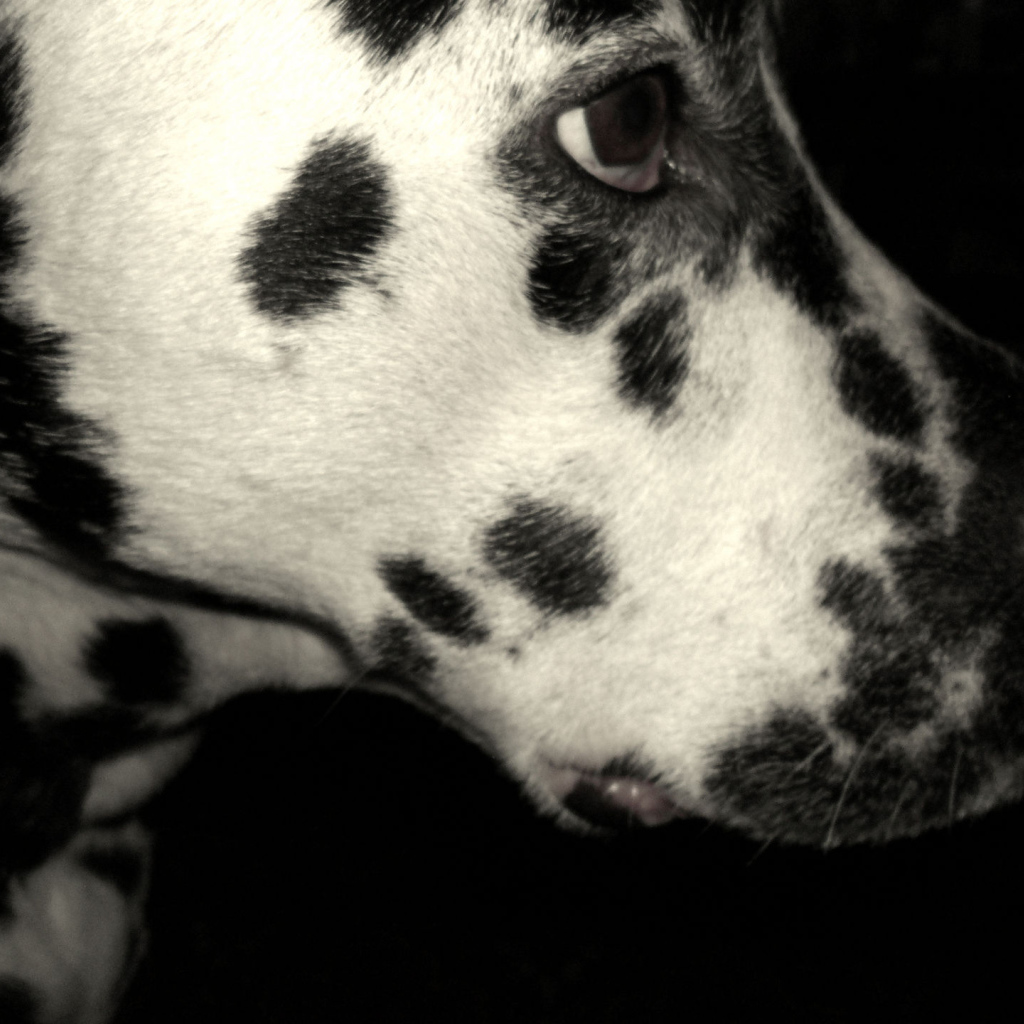 Печальный далматин на черном фоне