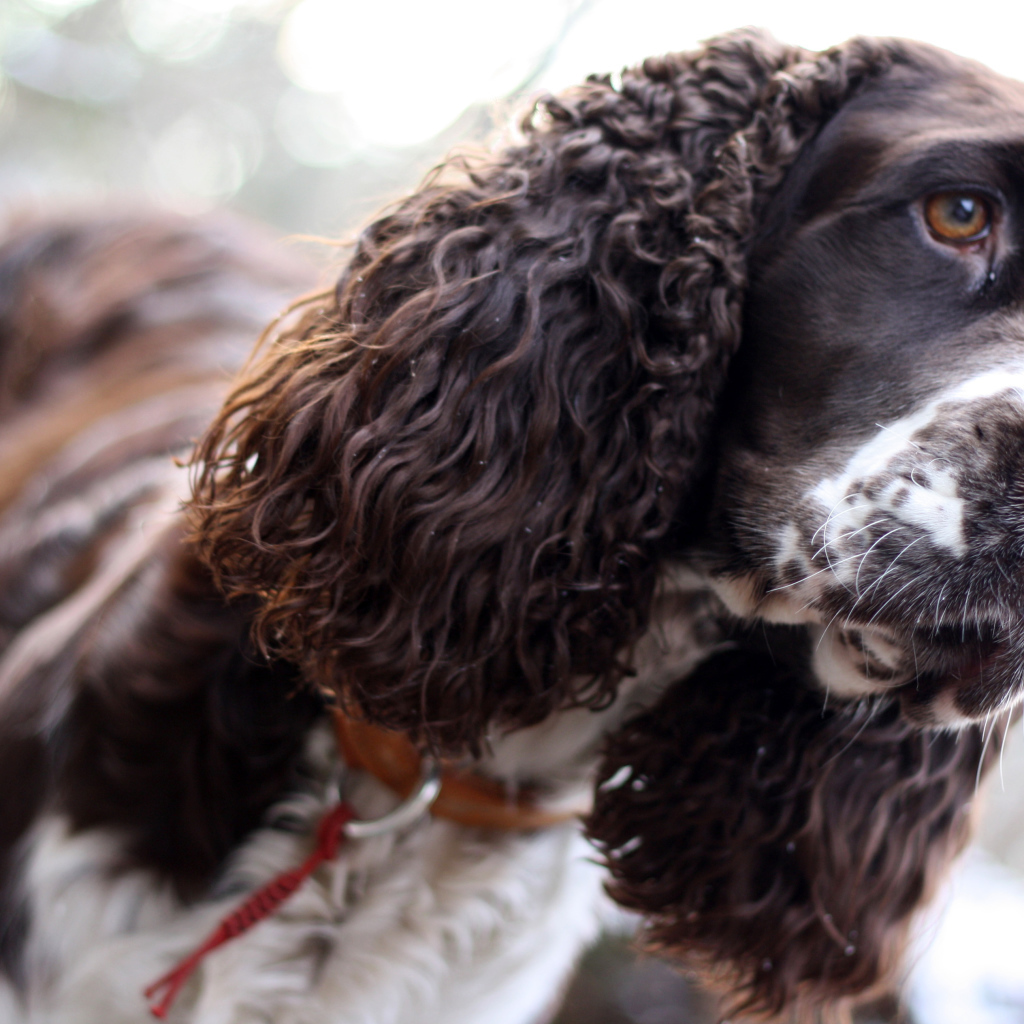 Грустный английский спрингер-спаниель