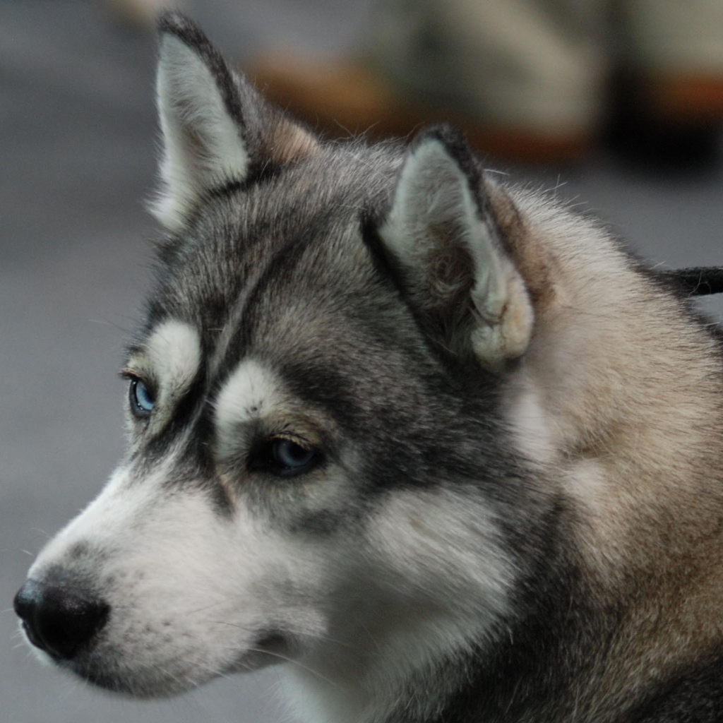 Печальный Сибирский хаски