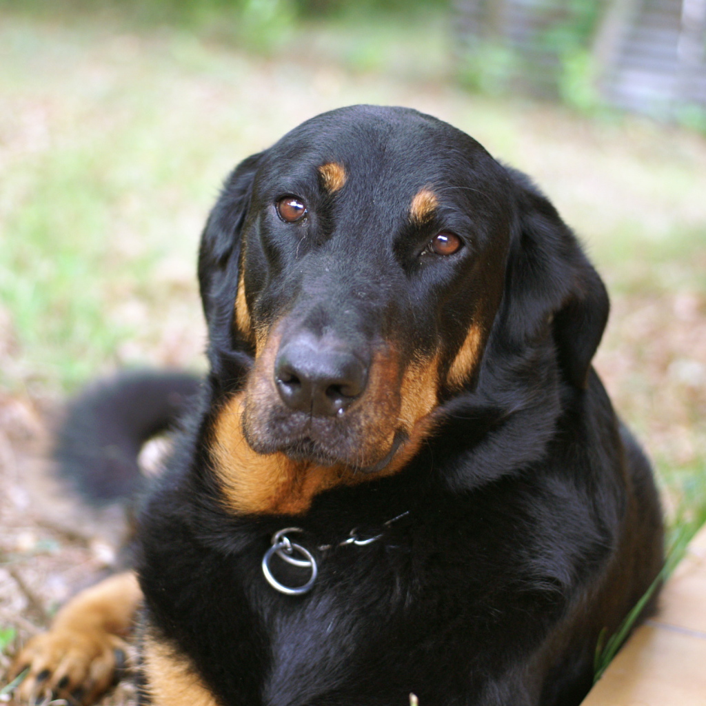 Грустный взрослый босерон лежит на траве
