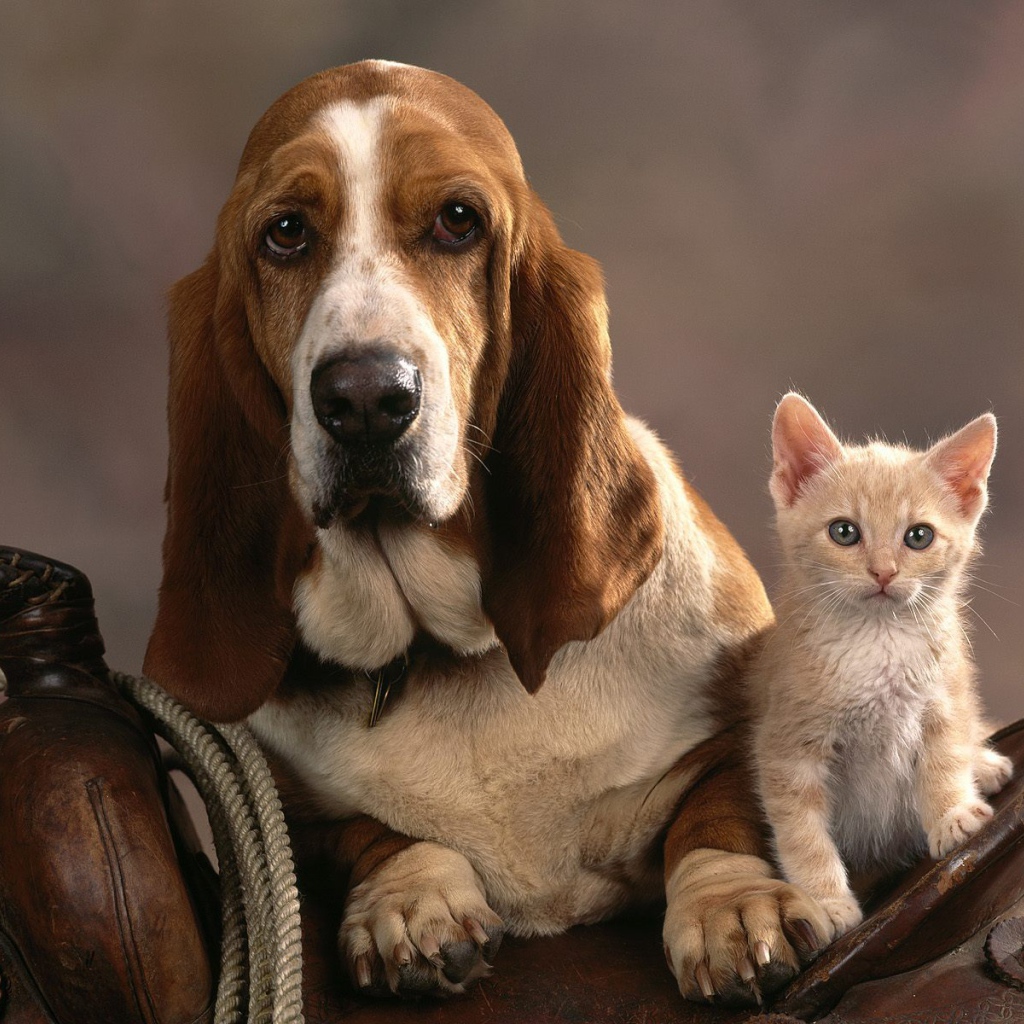 Грустный бассет-хаунд и котёнок