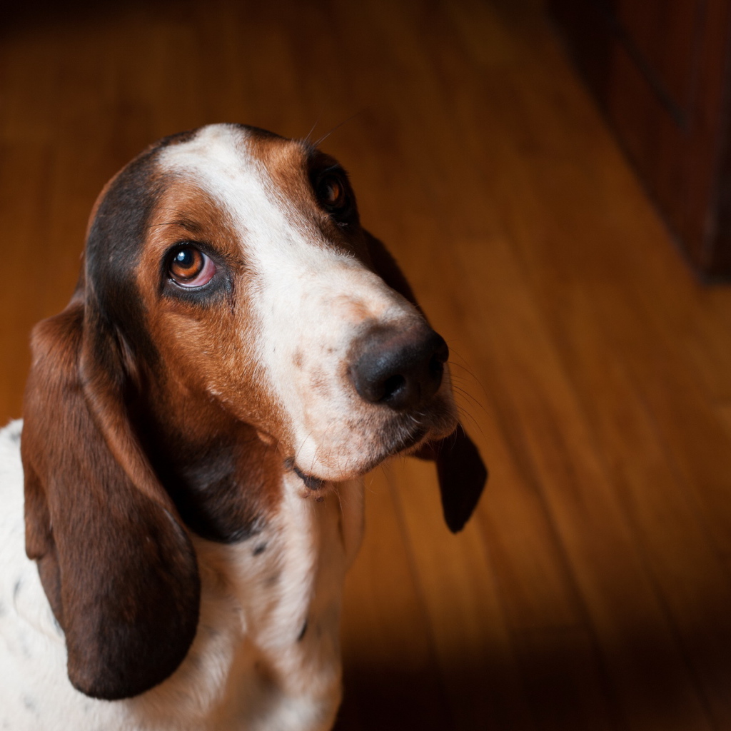 Грустный бассет-хаунд смотрит на фотографа