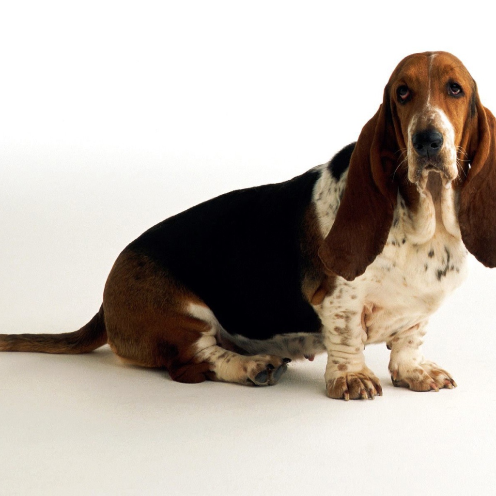 Грустный бассет-хаунд на белом фоне