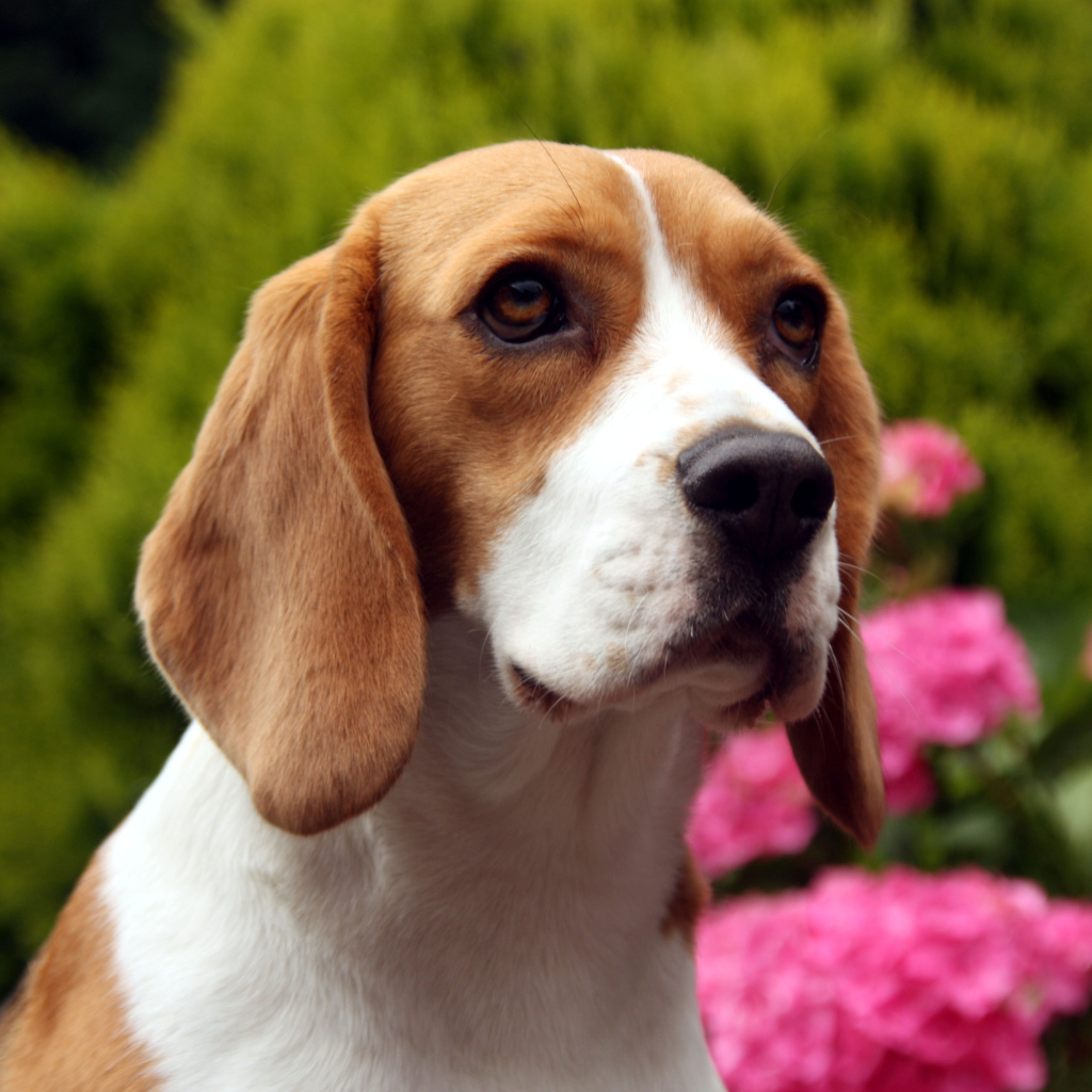 Грустная собака породы бигль на фоне цветов