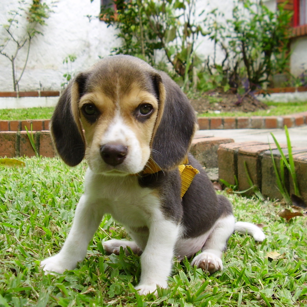 Грустный щенок породы бигль на лужайке