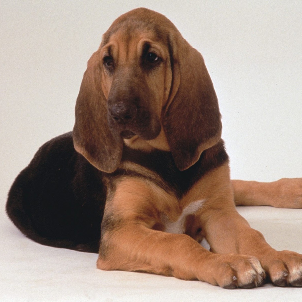 Грустный бладхаунд лежит на белом фоне