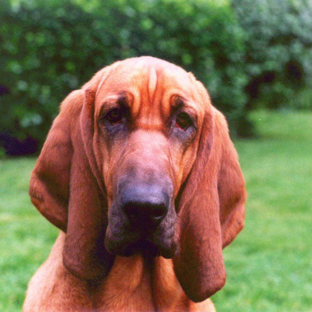 Грустный бладхаунд на фоне кустов