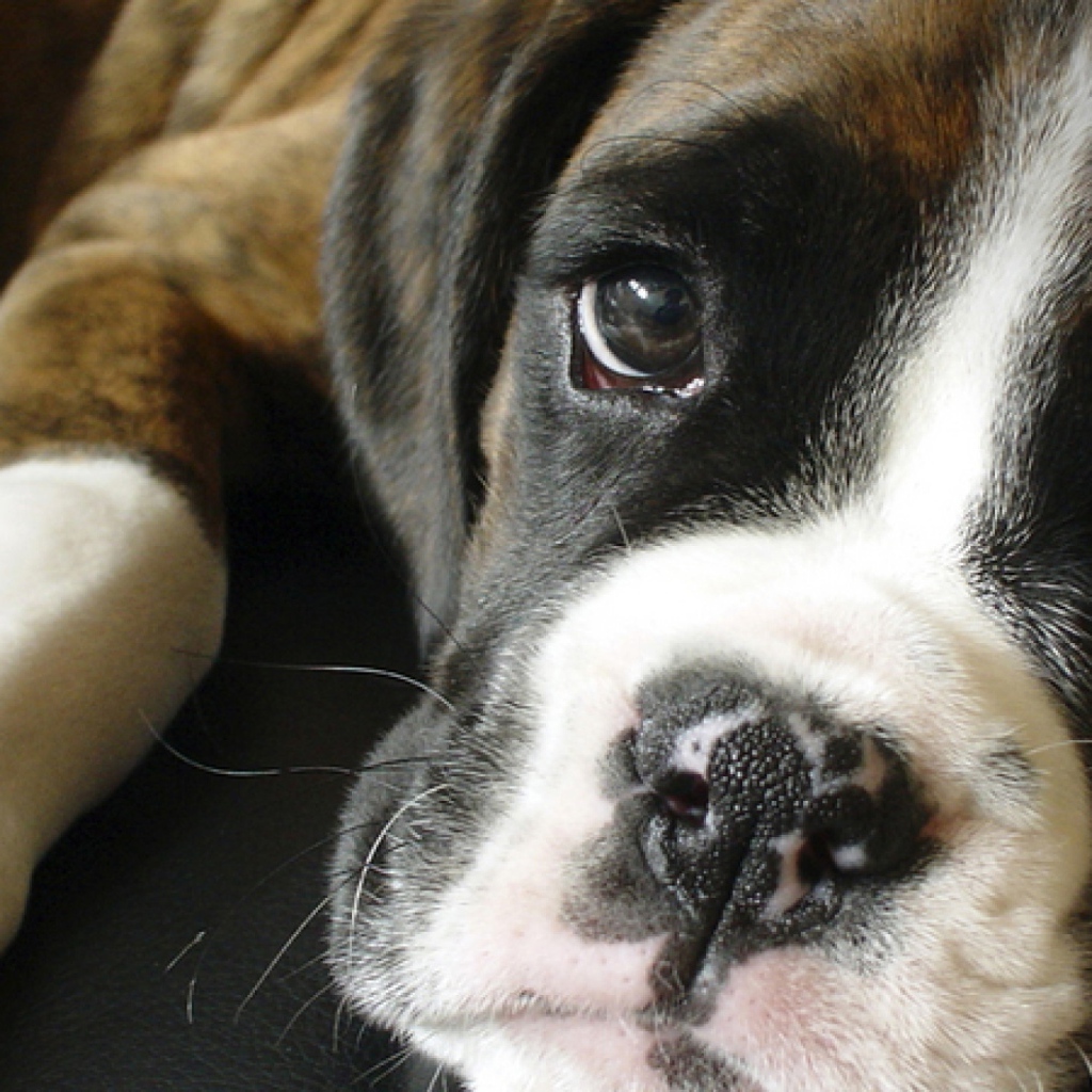 Грустный боксёр крупным планом