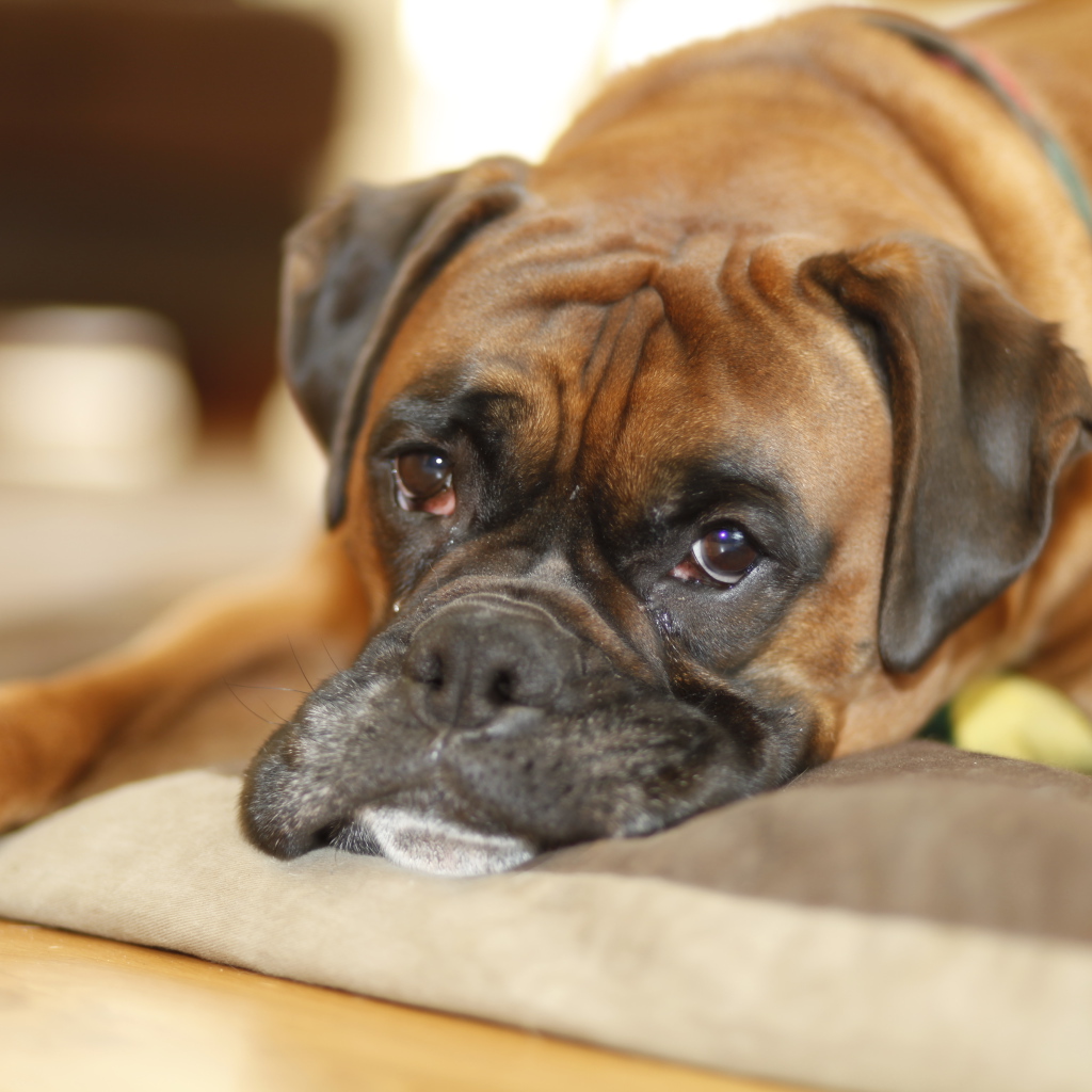 Грустный боксёр лежит на своём месте