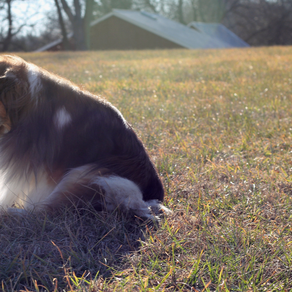 Грустная собака породы шелти