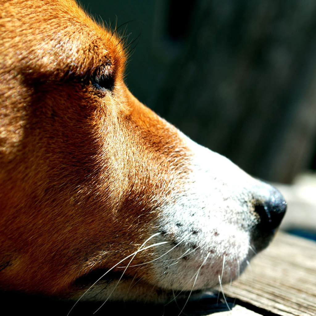 Грустная собака породы басенджи