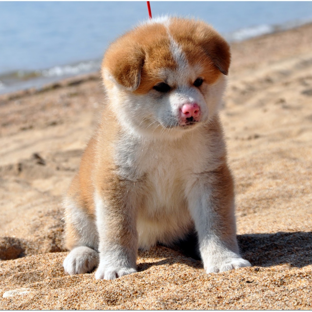Грустный щенок акита-ину на песке