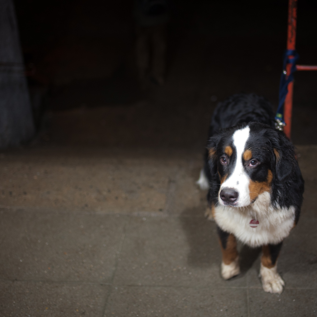 Грустный щенок бернской пастушьей собаки