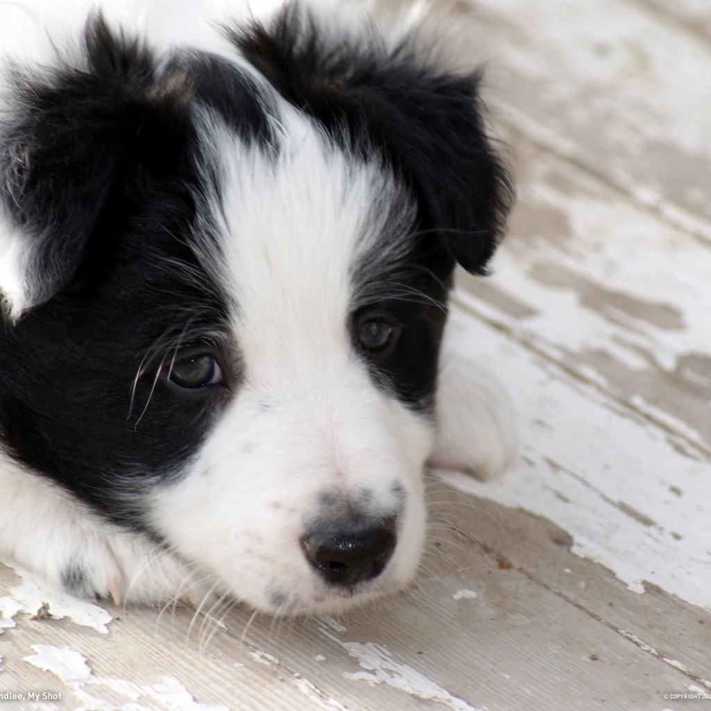 Грустный щенок бордер-колли