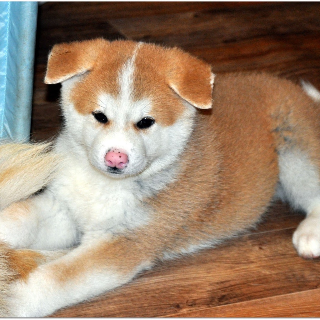 Грустный щенок акита-ину