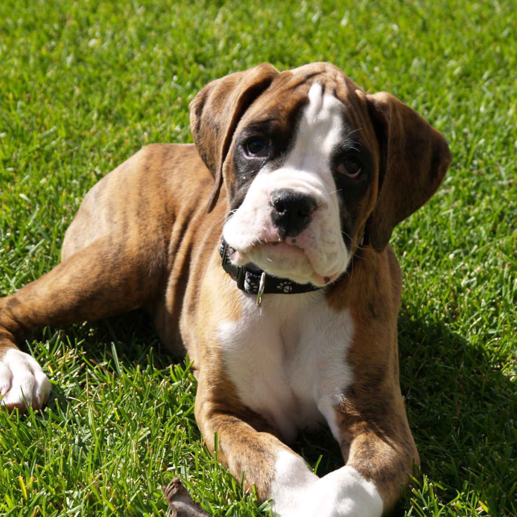 Грустный щенок боксёра лежит на газоне