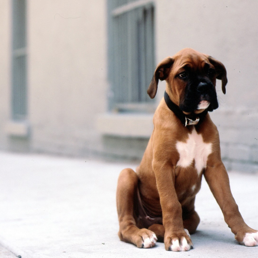 Грустный щенок боксёра сидит на тротуаре