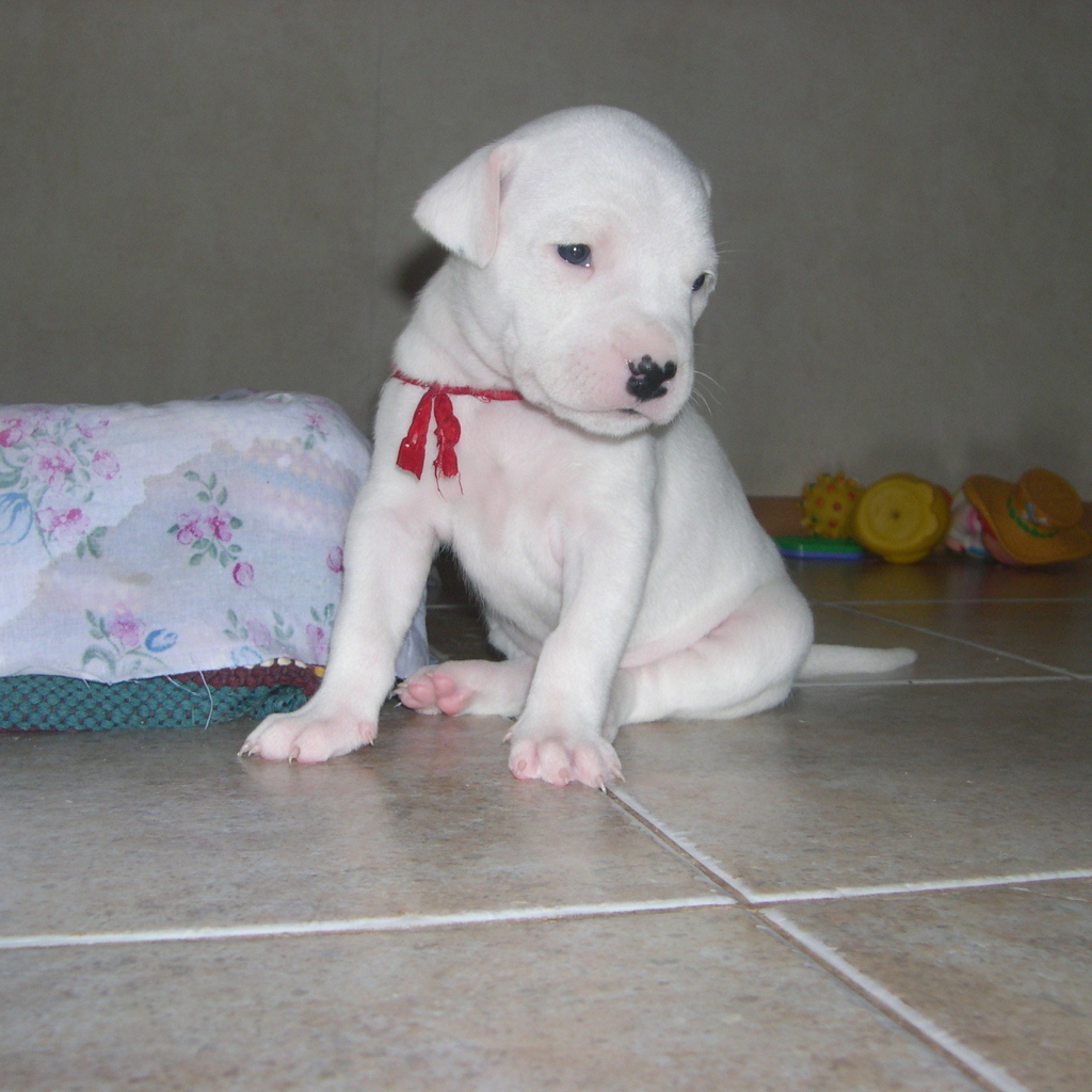 Грустный щенок аргентинского дога