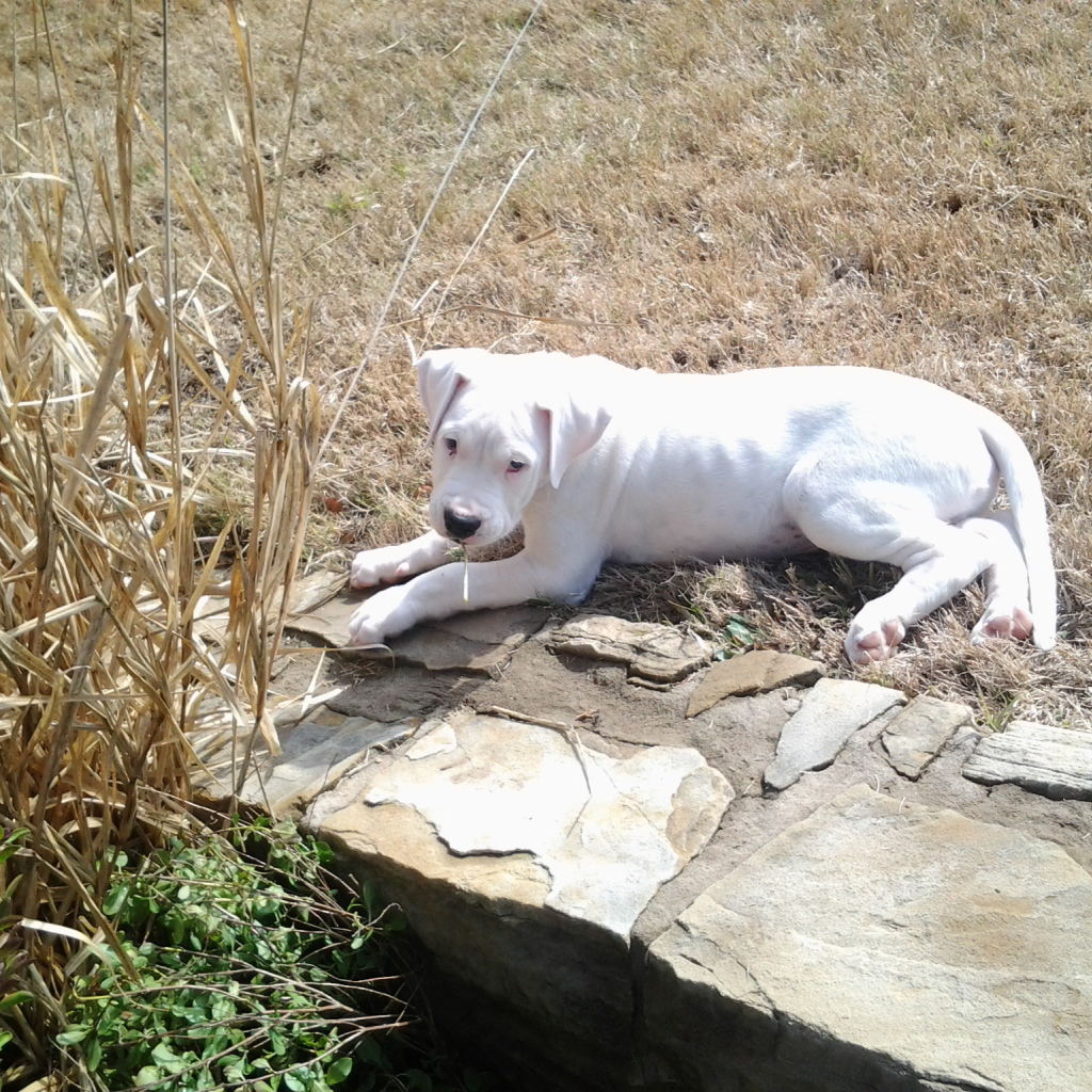 Грустный молодой аргентинский дог