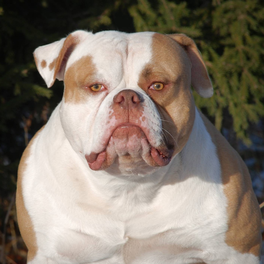 Серьёзный американский бульдог