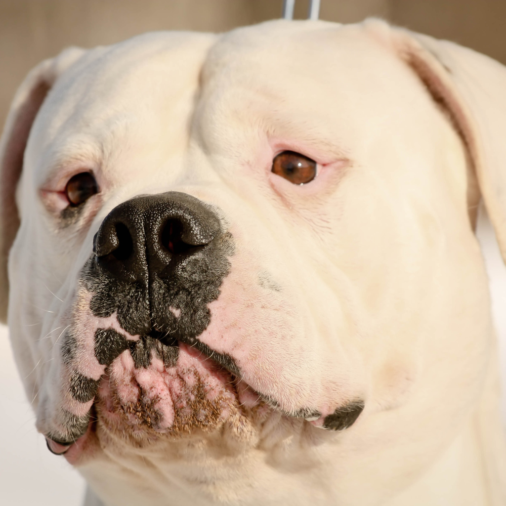 Серьёзный американский бульдог крупным планом