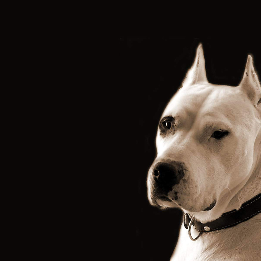 Серьёзный аргентинский дог на чёрном фоне