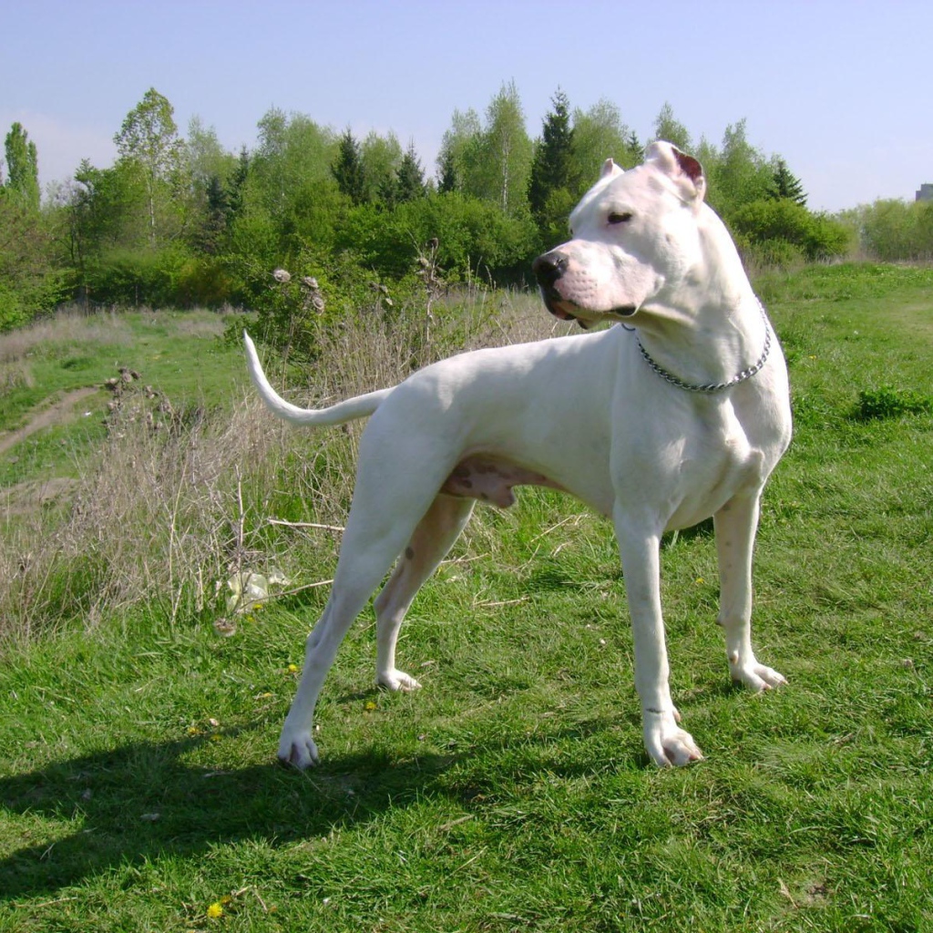 Серьёзный аргентинский дог на холме