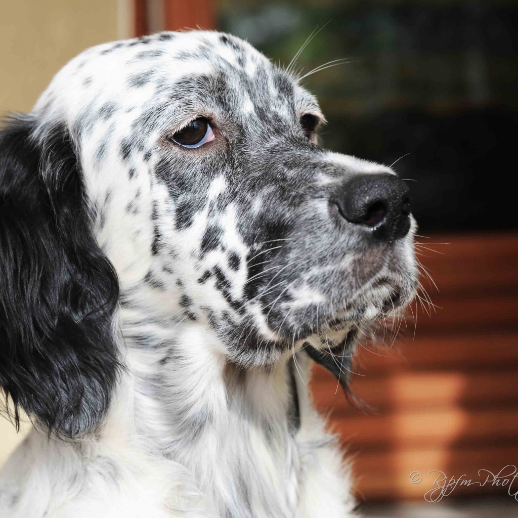 Серьёзный английский сеттер