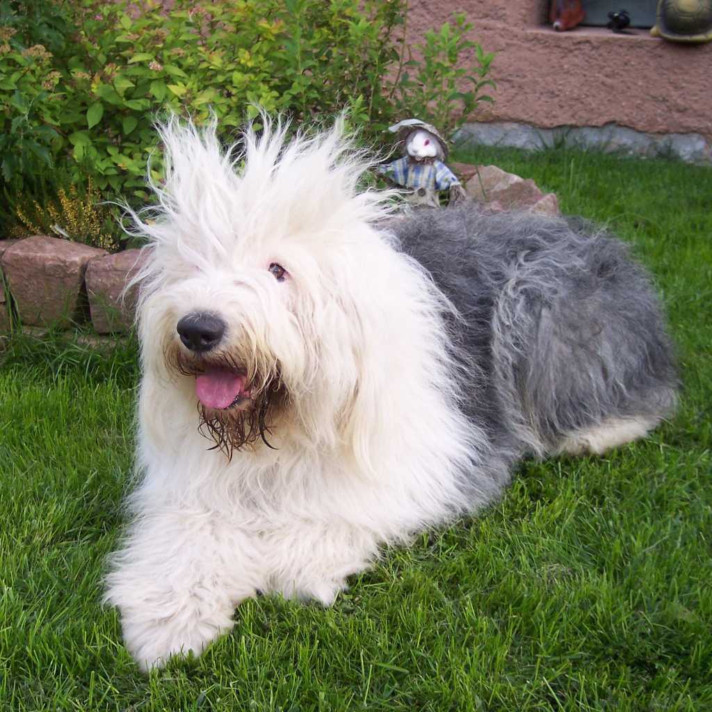 Лохматая собака породы бобтейл