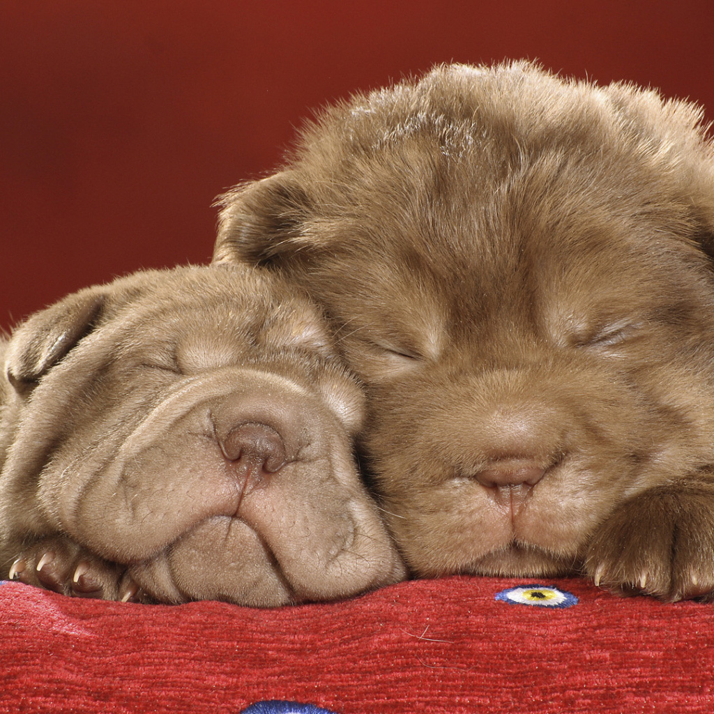 Шарпей щенки спят на красной ковровой дорожке
