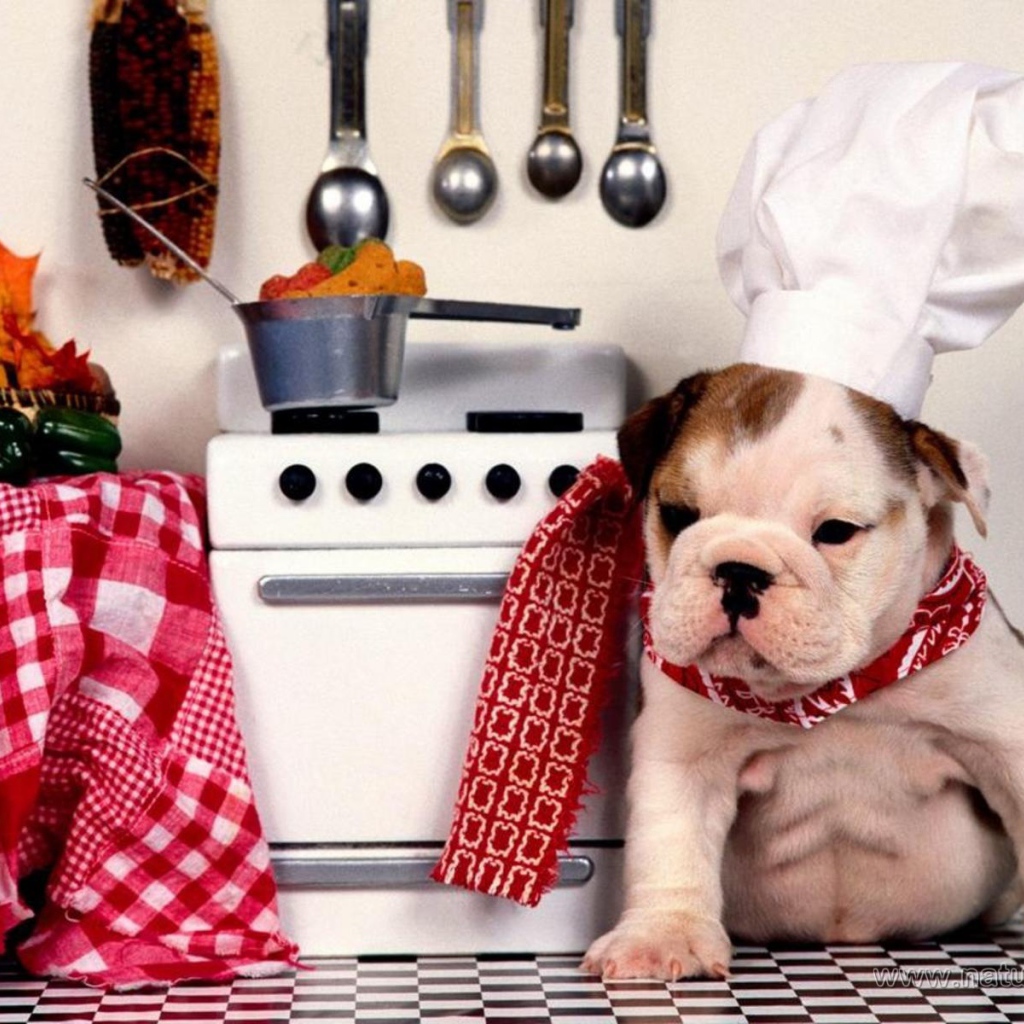 Шеф Шарпей на кухне