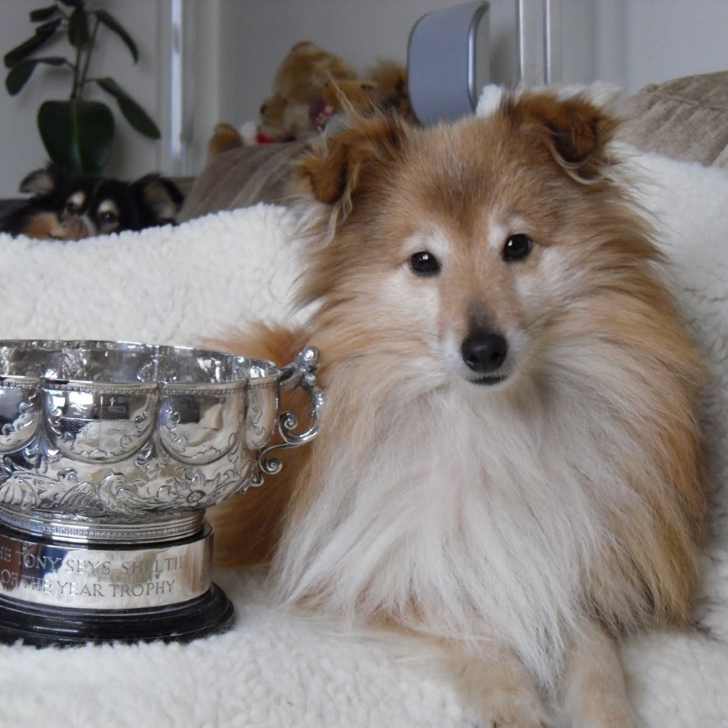 Собака породы шелти и её награда