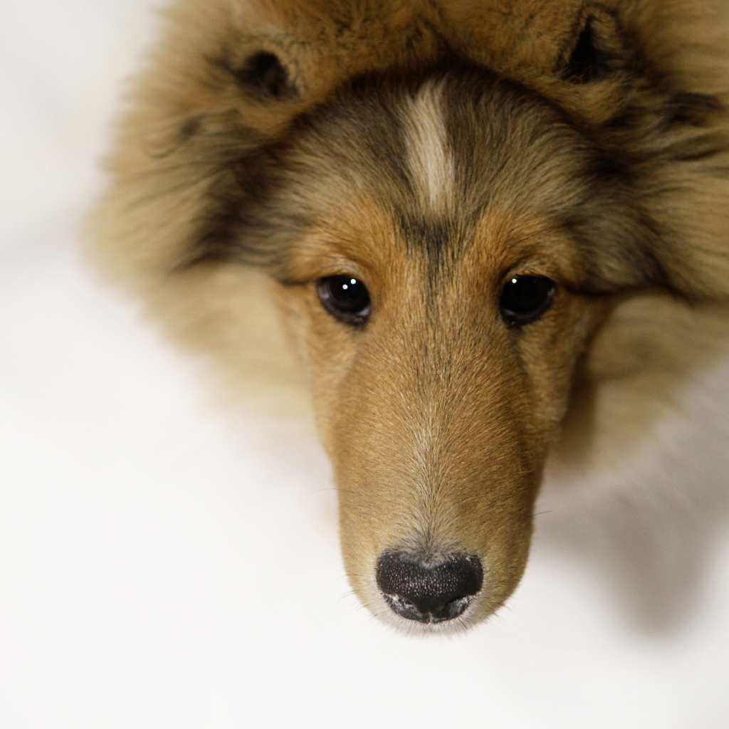 Sheltie breed dog closeup
