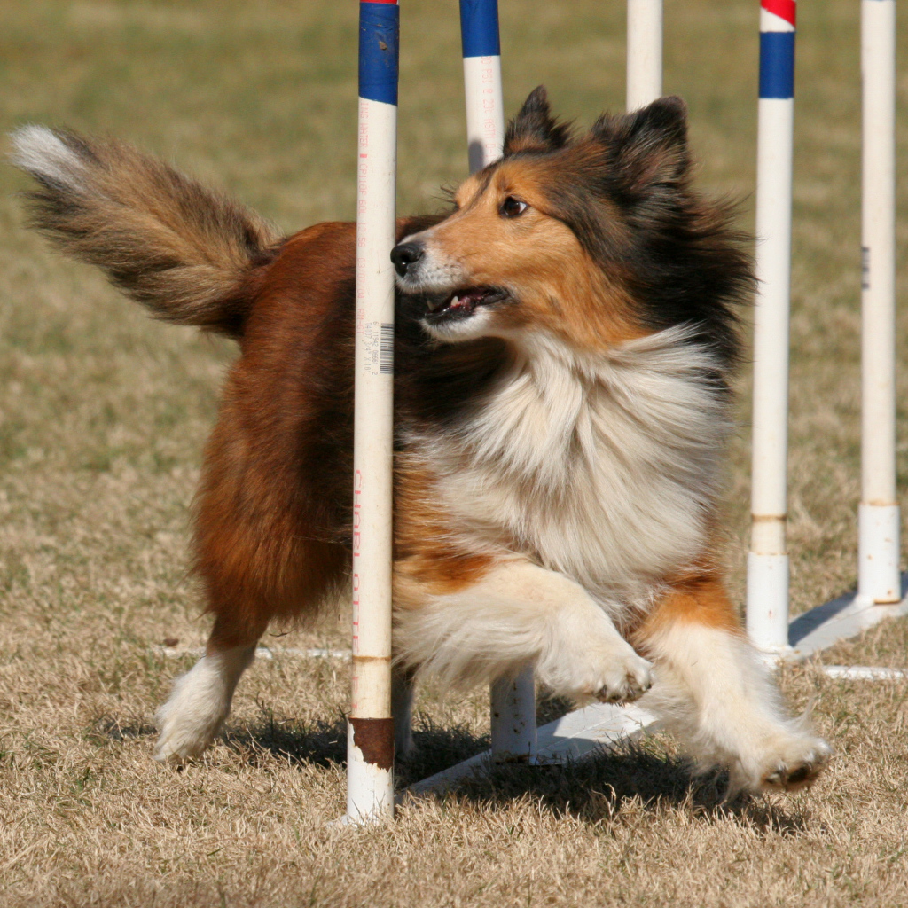 Собака породы шелти выполняет команды