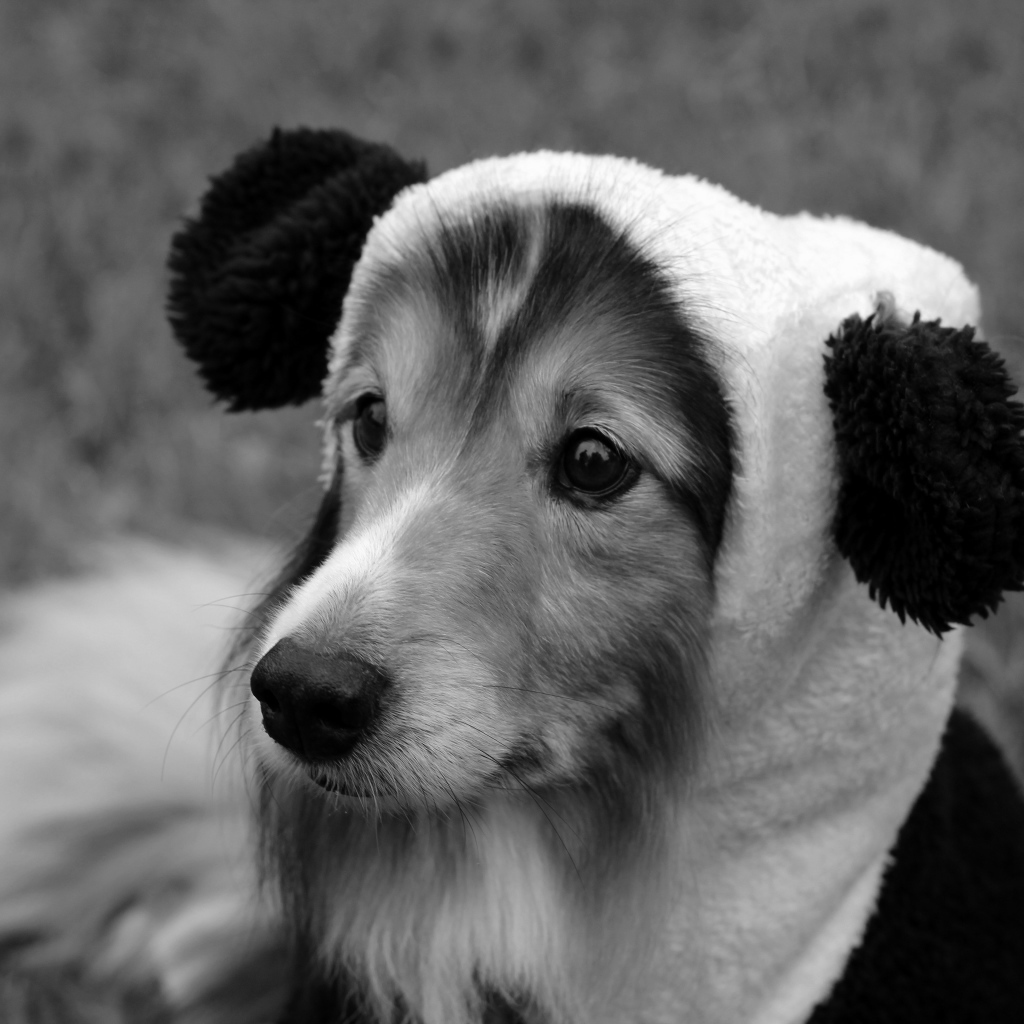 Собака породы шелти в смешной шапке