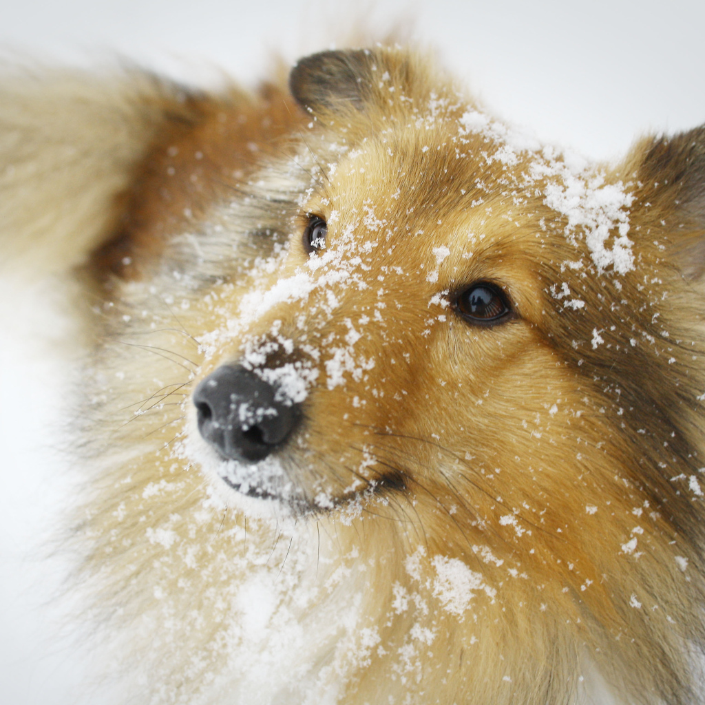 Sheltie breed dog in the snow