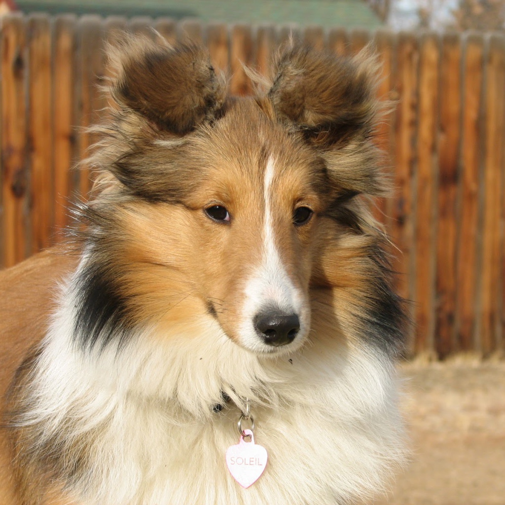 Собака породы шелти по имени Солейл