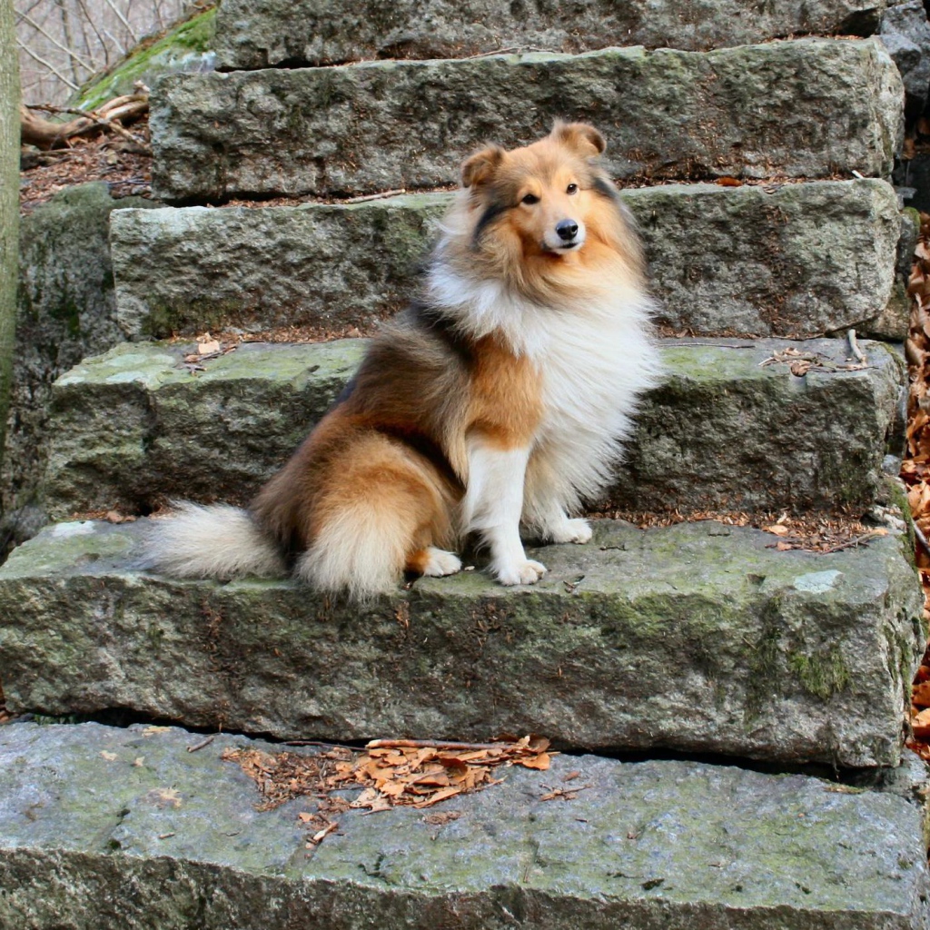 Собака породы шелти позирует на ступеньках