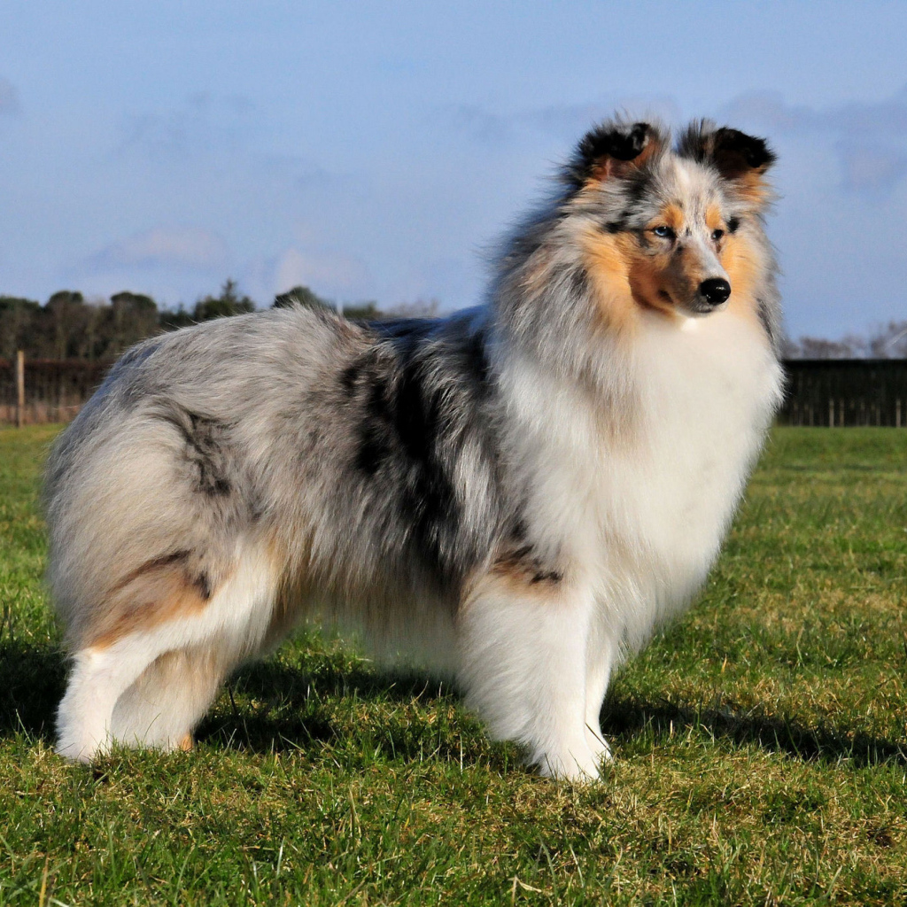 Собака породы шелти позирует на улице