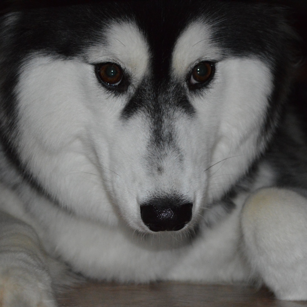 Застенчивый аляскинский маламут