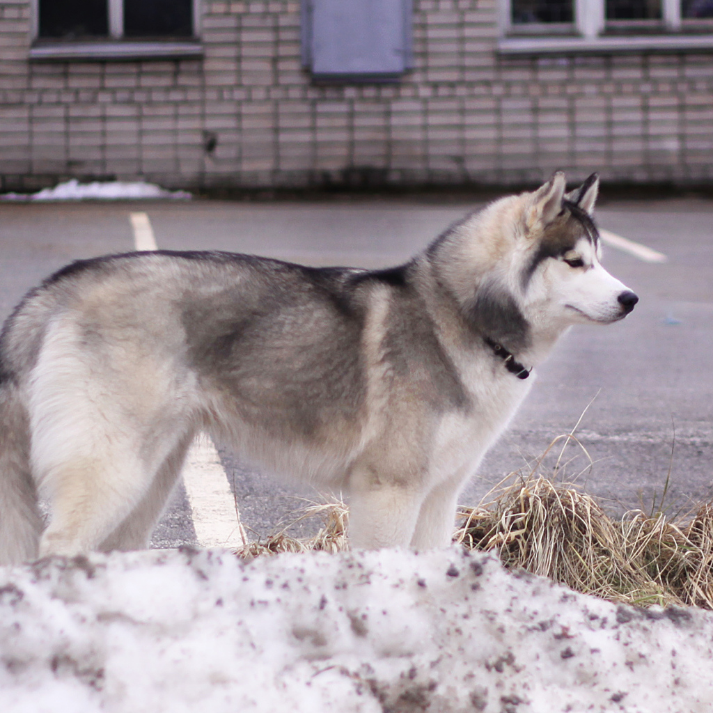 Сибирский хаски в городе