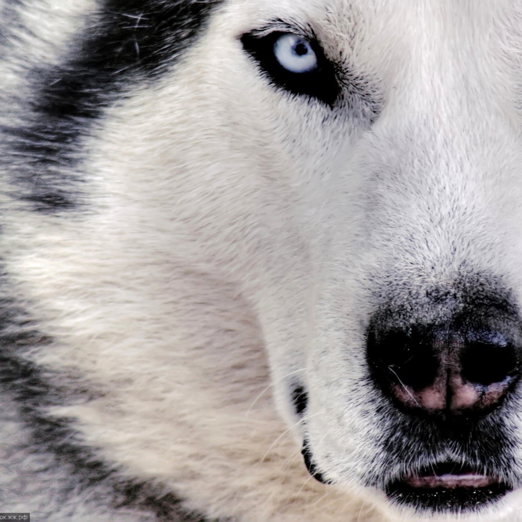 Сибирский хаски крупным планом