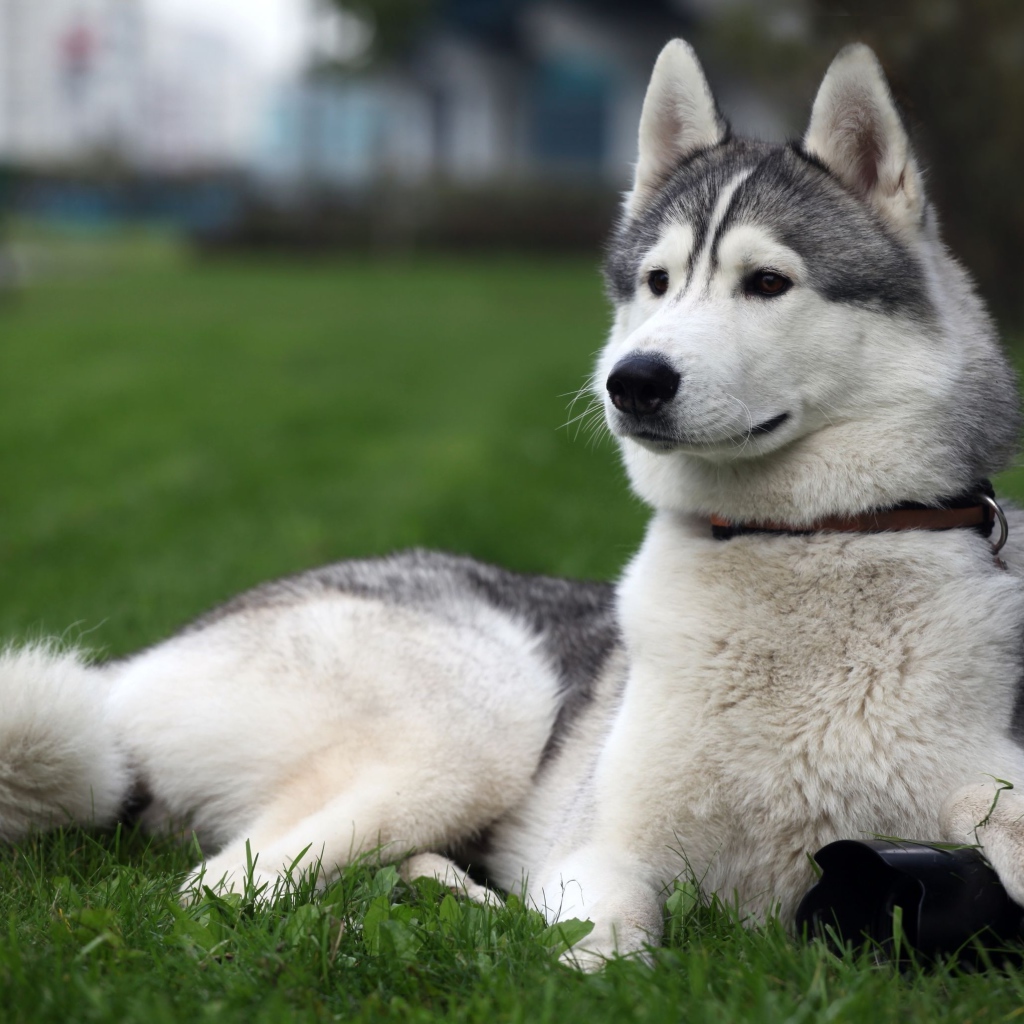 Сибирский хаски на заднем дворе