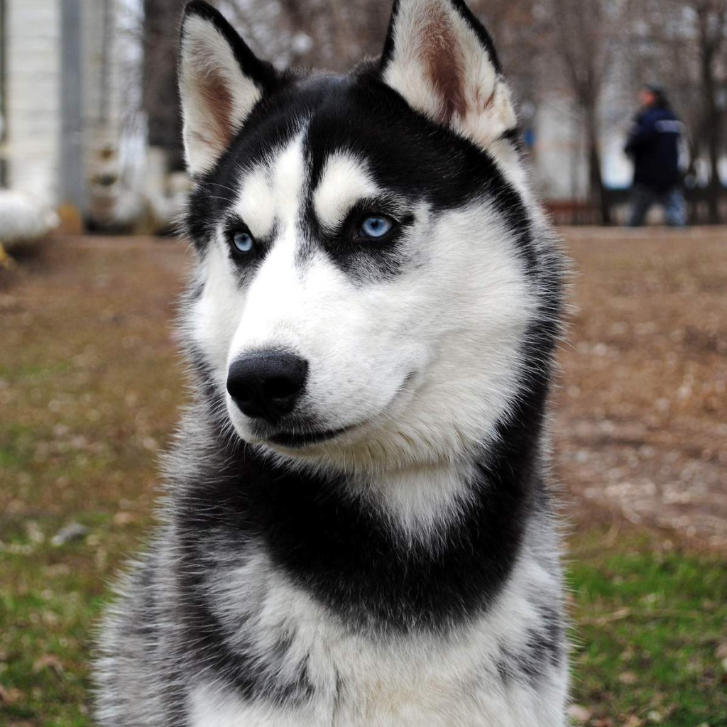 Сибирский хаски во дворе