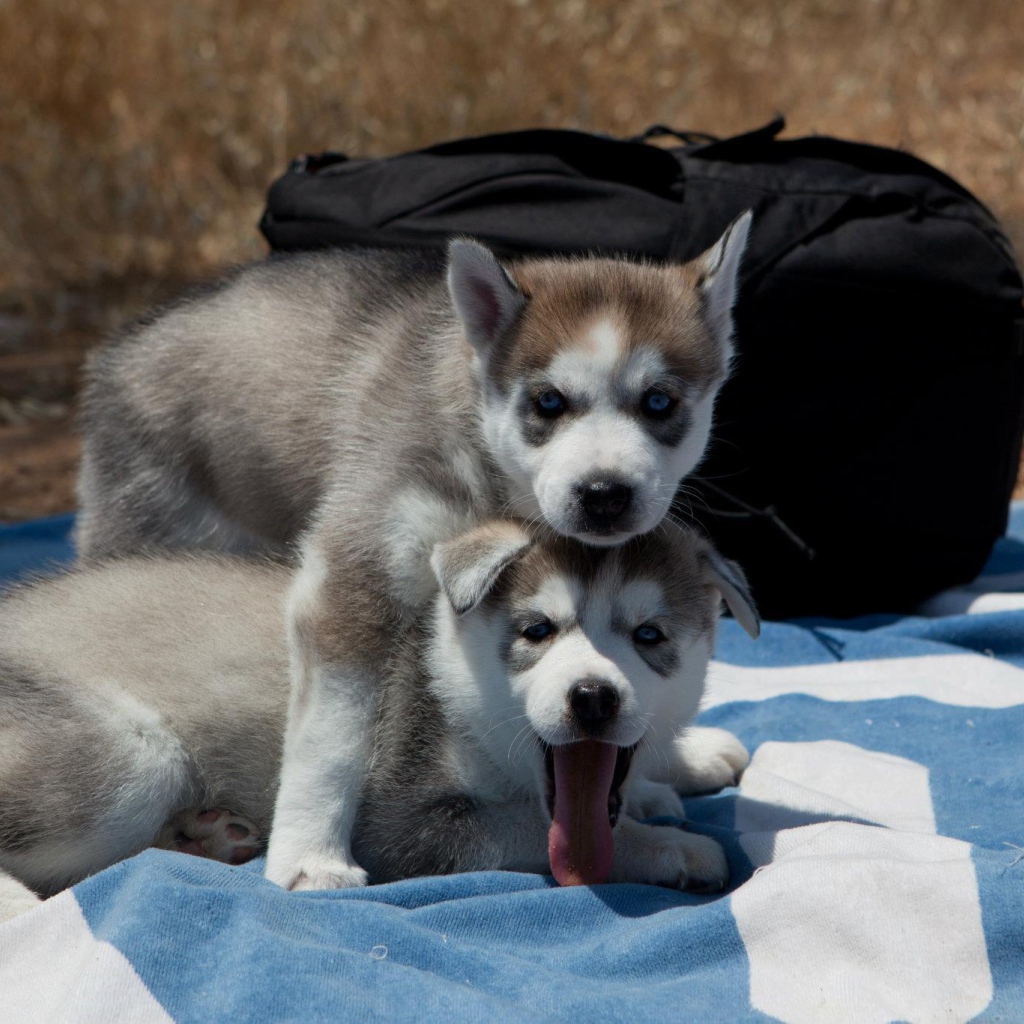 Сибирский хаски защищает свою сестру