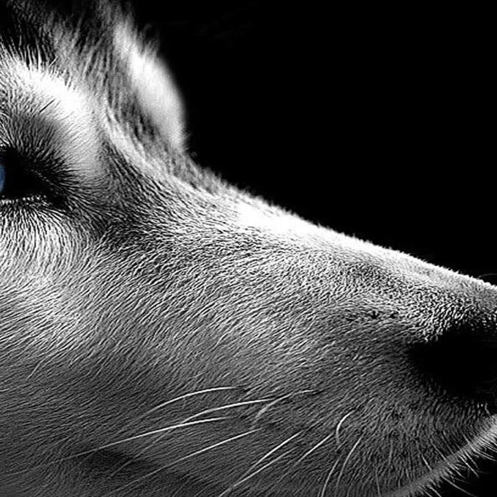 Сибирский хаски на черном фоне