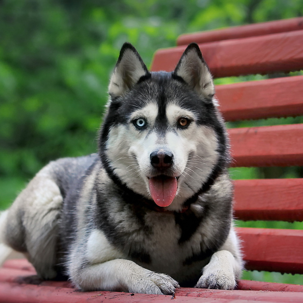 Сибирский хаски на скамейке